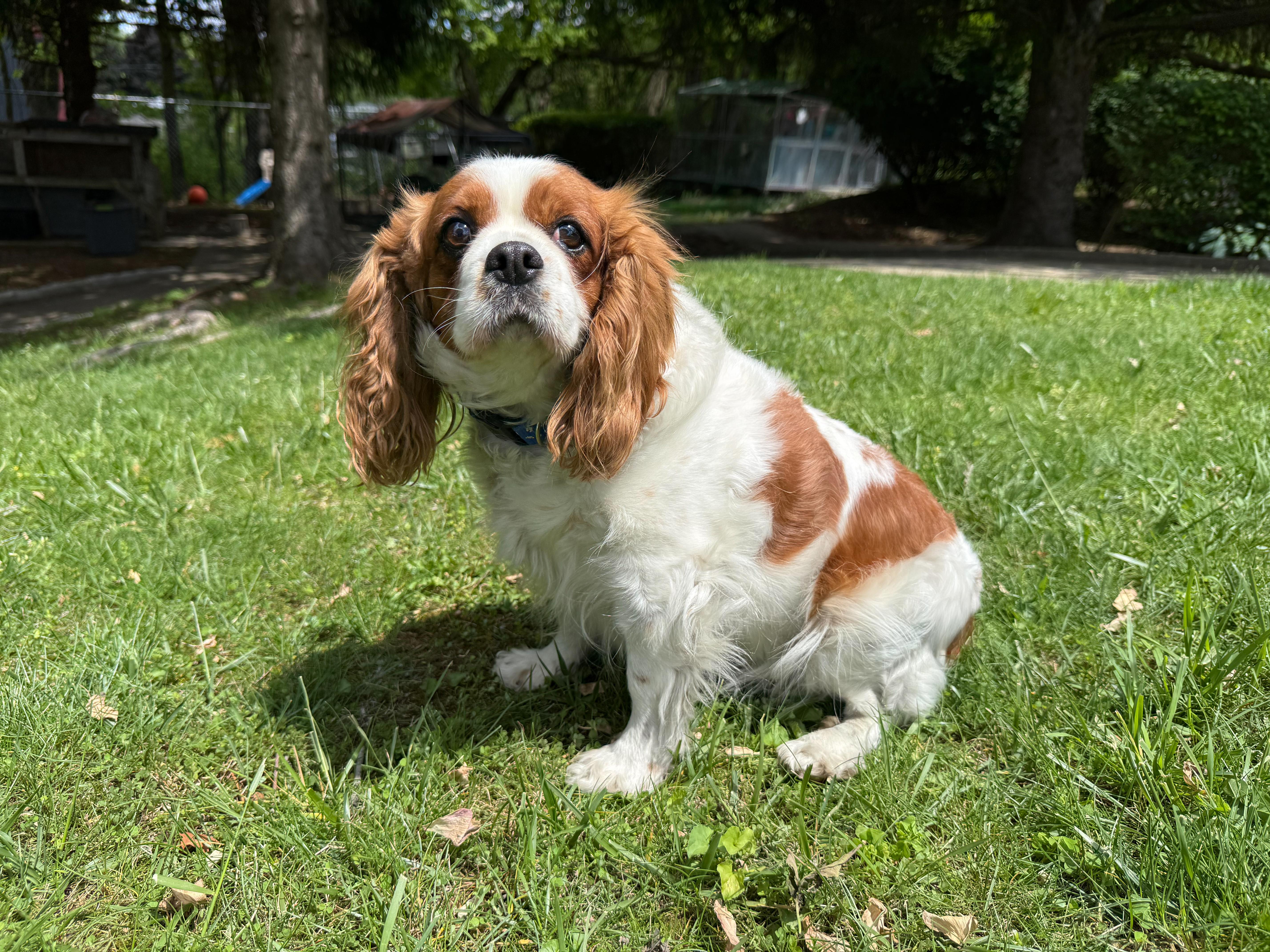 An adult small-sized female White / Cream Cavalier King Charles Spaniel dog named Patricia for adoption in Latrobe, PA