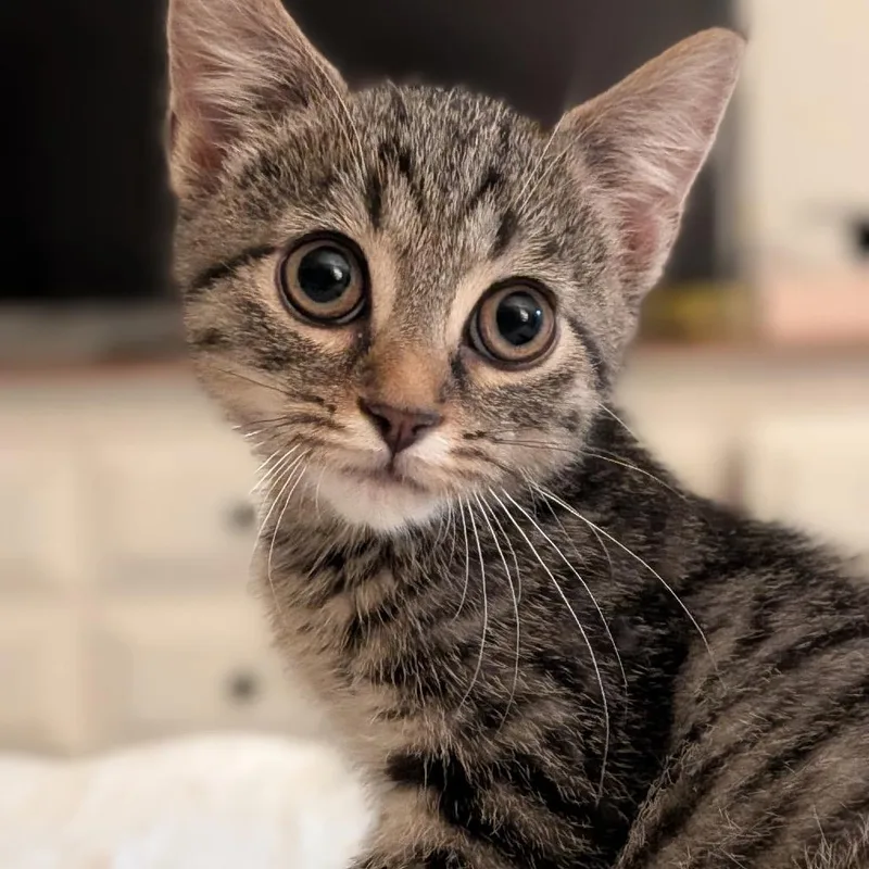 A baby small-sized female Brown / Chocolate Domestic Short Hair cat named Coven of Heros for adoption in Fredericksburg, VA