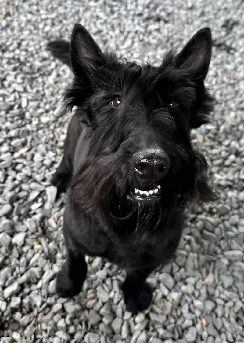 An adult small-sized male Black Scottish Terrier dog named Murdoch for adoption in Silver Spring, MD