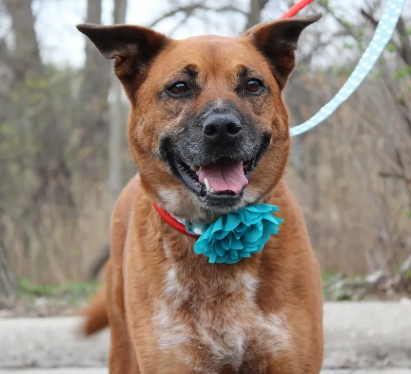 An adult medium-sized female Shepherd dog named Zelda for adoption in Palatine, IL