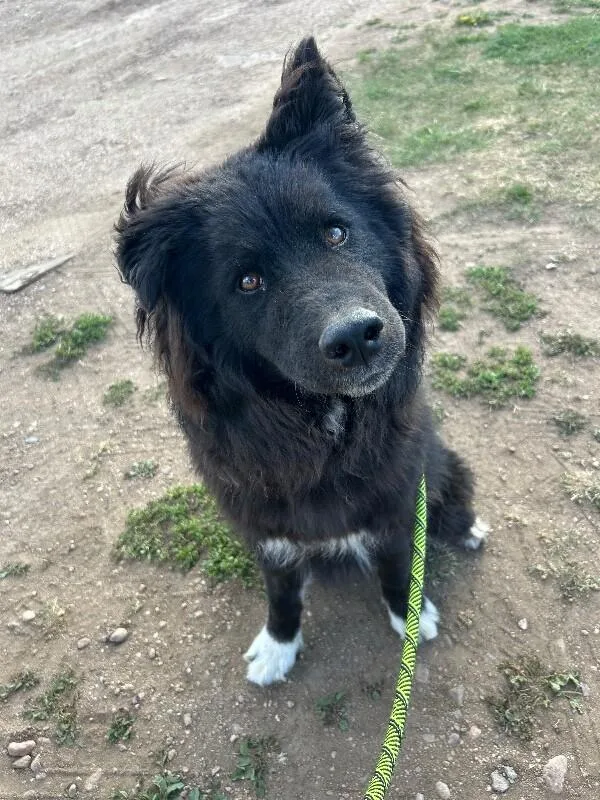 An adult medium-sized male Black Husky dog named Tamizar for adoption in Fort Collins, CO