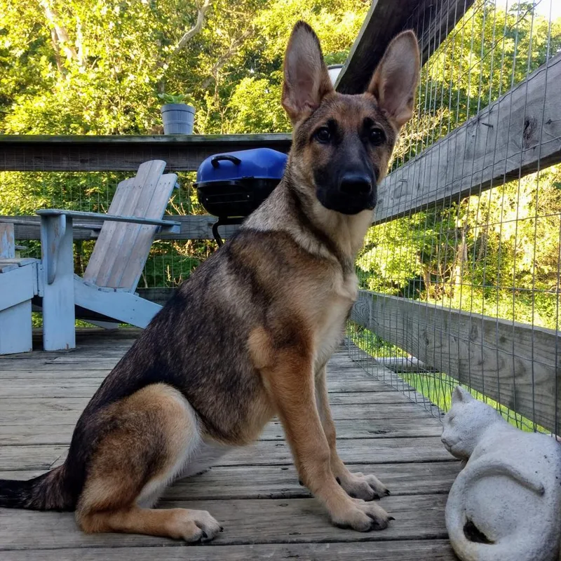 A senior medium-sized female Yellow / Tan / Blond / Fawn German Shepherd Dog dog named Ava for adoption in Winchester, VA