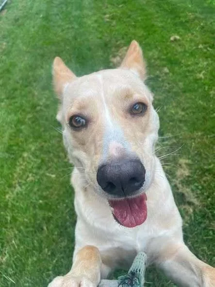 An adult large-sized female Labrador Retriever dog named Nova for adoption in Hillsboro, OH