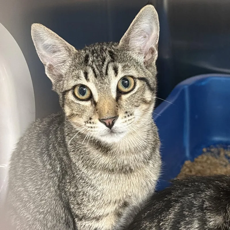 A baby small-sized female Brown / Chocolate Domestic Short Hair cat named Mia for adoption in Port Charlotte, FL