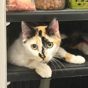 An adult medium-sized female Calico Domestic Short Hair cat named Evangeline for adoption in Hamburg, NY