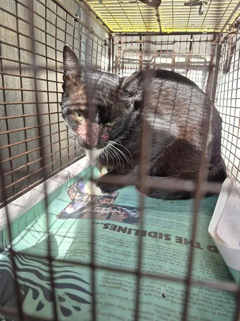 An adult medium-sized male Domestic Long Hair cat named Tuxie for adoption in San Antonio, TX
