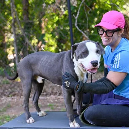An adult large-sized male Mixed Breed dog named Shimmy for adoption in Chamblee, GA