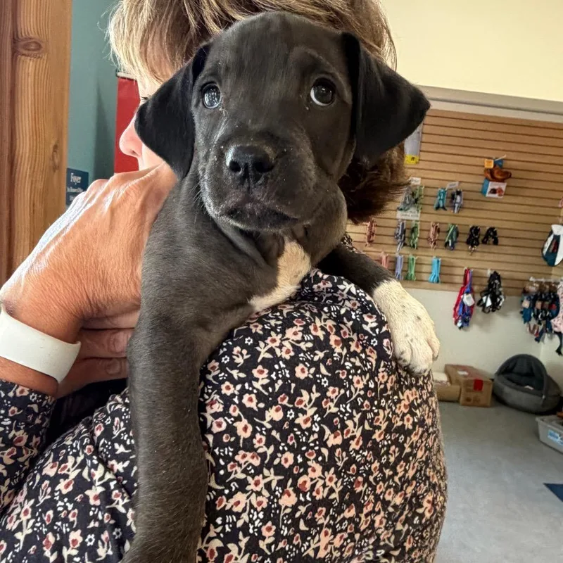 A baby small-sized female Yellow / Tan / Blond / Fawn Mixed Breed dog named Oreo for adoption in Morrisville, VT