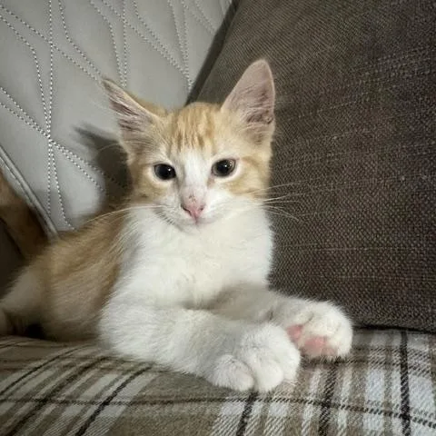 A baby medium-sized male Orange & White Domestic Short Hair cat named Ravioli for adoption in Houston, TX