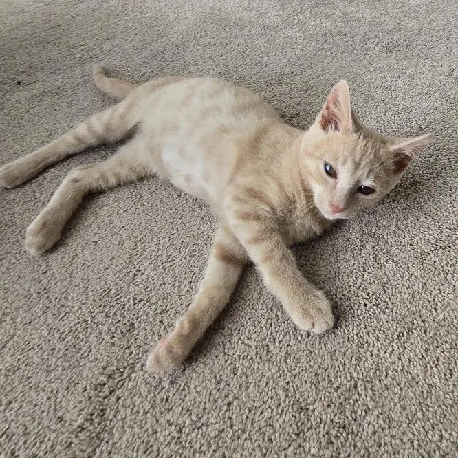 A baby small-sized male Buff / Tan / Fawn Domestic Short Hair cat named Ezendor for adoption in Fredericksburg, VA