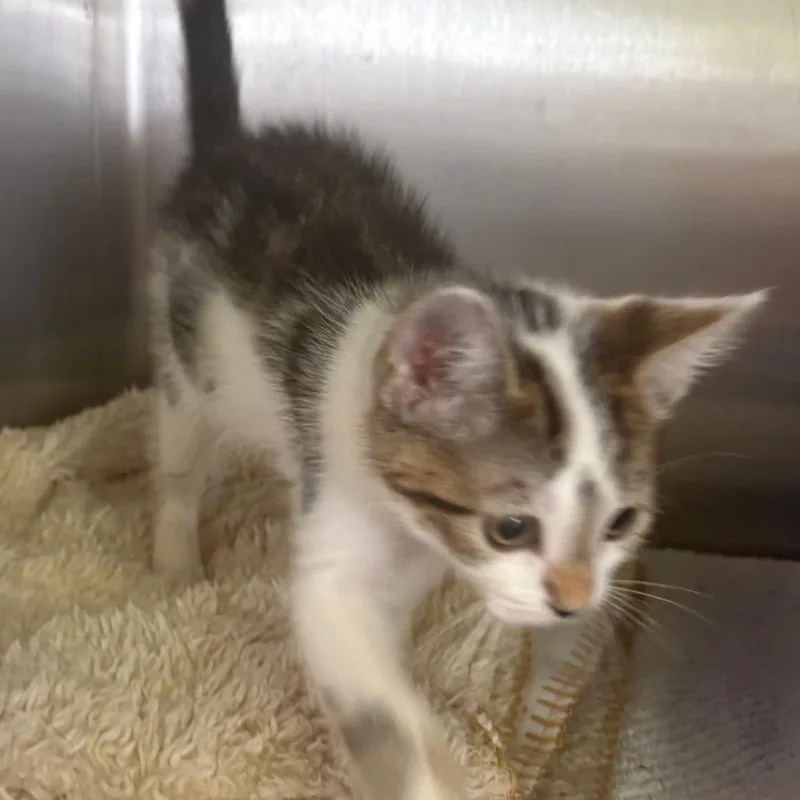 A baby small-sized male Brown / Chocolate Domestic Short Hair cat named Pecan Pie for adoption in East Hanover, NJ