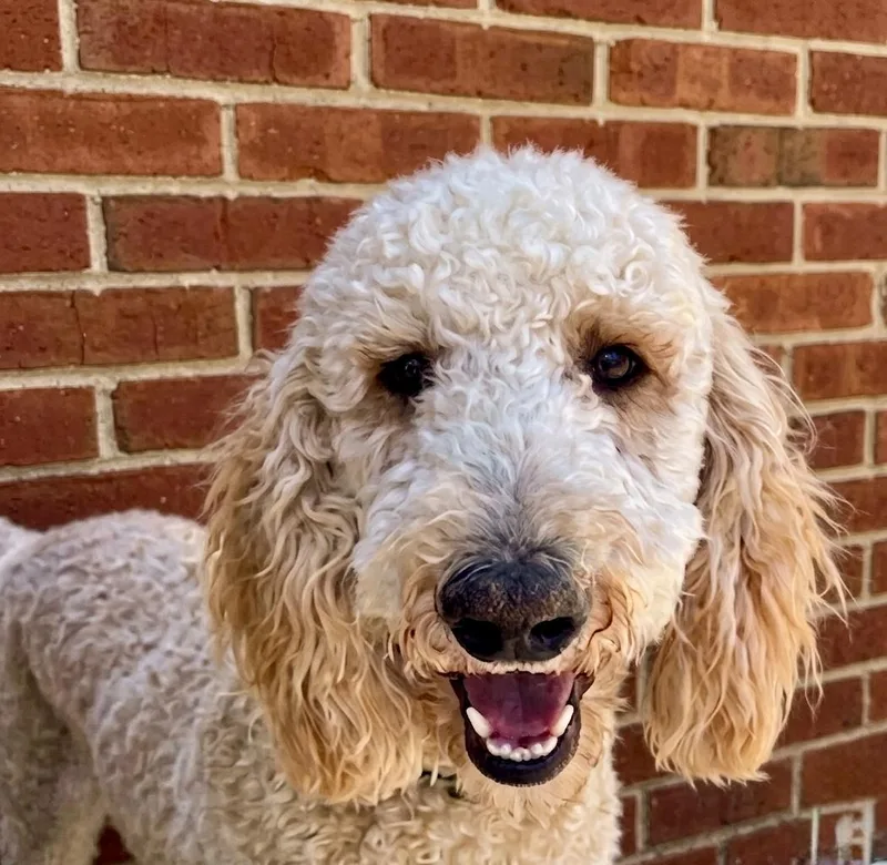 A young medium-sized male Standard Poodle dog named Chester for adoption in Newport Beach, CA
