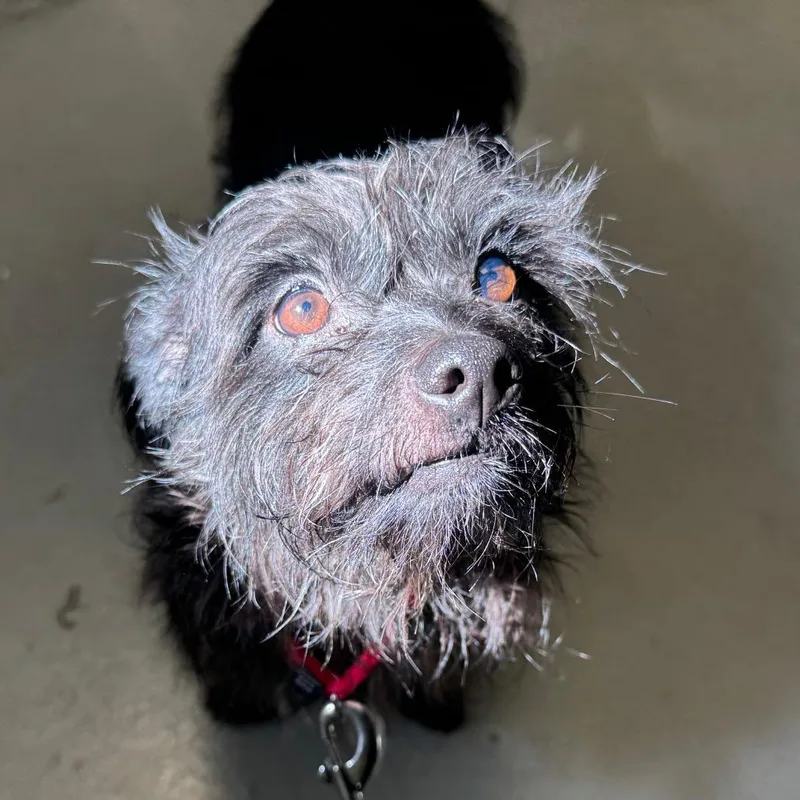 An adult small-sized male Cairn Terrier dog named Panther for adoption in Jupiter, FL