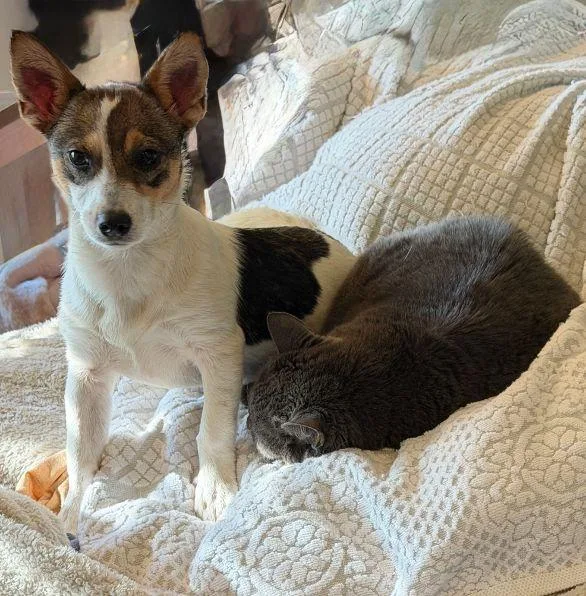 A young small-sized female Rat Terrier dog named Mindy for adoption in Pass Christian, MS