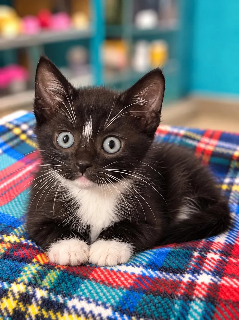 A baby medium-sized male Black & White / Tuxedo Domestic Short Hair cat named Dustin for adoption in Valley Center, KS