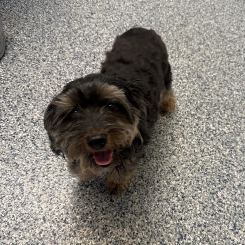 An adult small-sized male Black Yorkshire Terrier dog named Tommy for adoption in Great Falls, MT