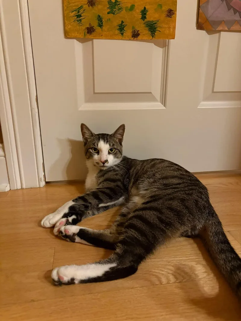 A young medium-sized male Gray & White Domestic Short Hair cat named Yuri for adoption in Glastonbury, CT