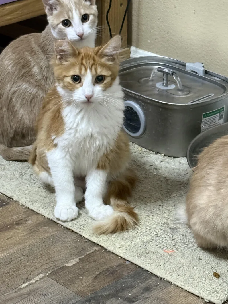 A baby medium-sized female Tabby (Orange / Red) Tabby cat named Colby for adoption in Oakley, CA