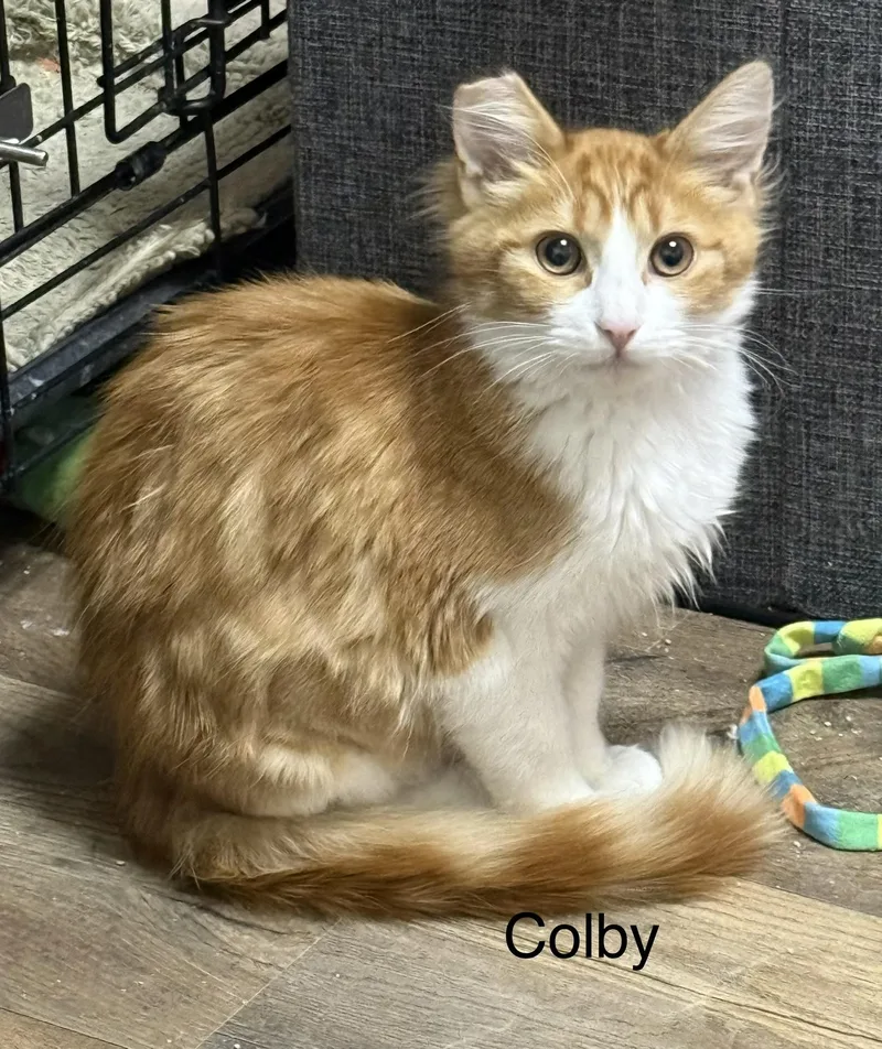 Colby thumbnail 2