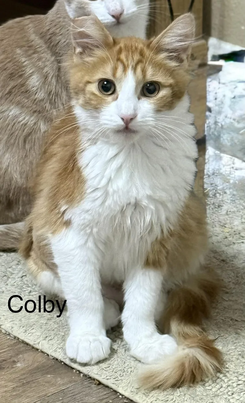 Colby thumbnail 3