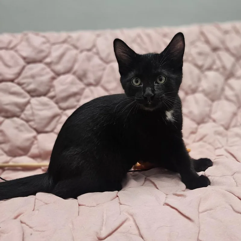 A baby small-sized male Domestic Short Hair cat named Jester for adoption in Monticello, IA