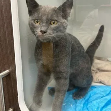 A baby small-sized male Domestic Short Hair cat named Frisky for adoption in Jeffersonville, IN