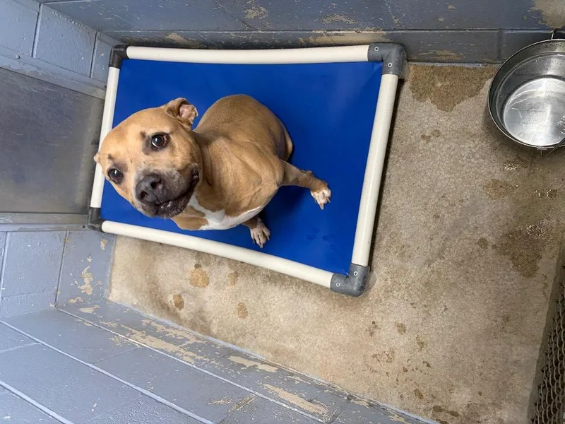 An adult large-sized female Pit Bull Terrier dog named Nada for adoption in Berlin, MD