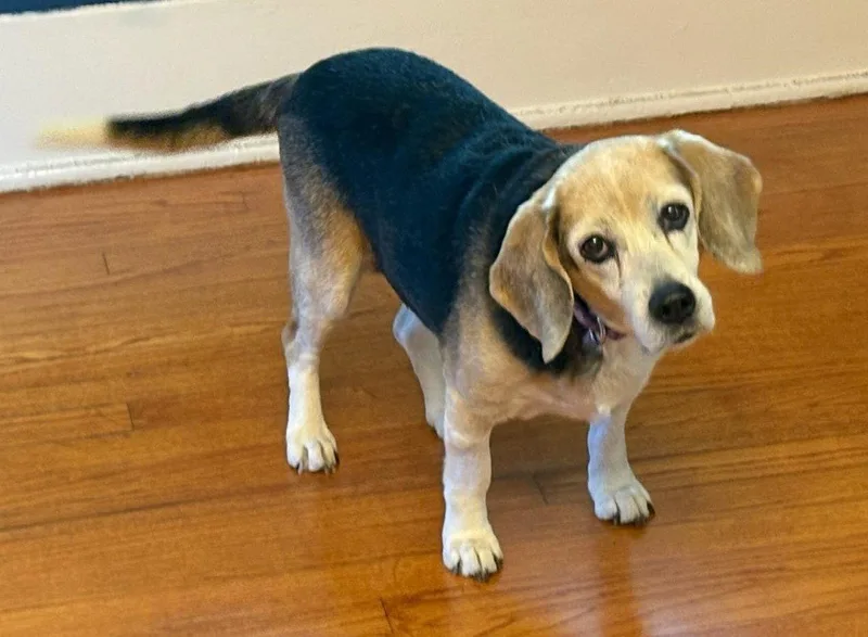 A senior small-sized female Beagle dog named Miriam for adoption in Dunnellon, FL