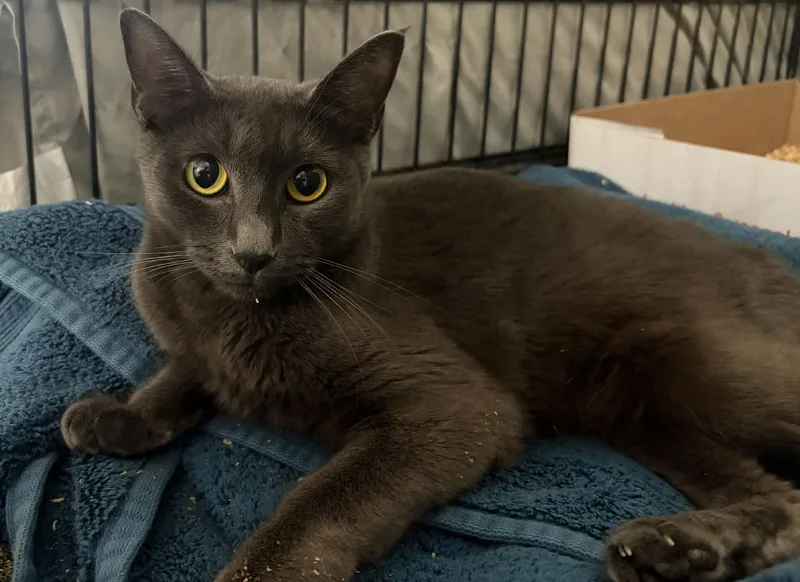 A young medium-sized female Gray / Blue / Silver Domestic Short Hair cat named Mae for adoption in Westfield, MA