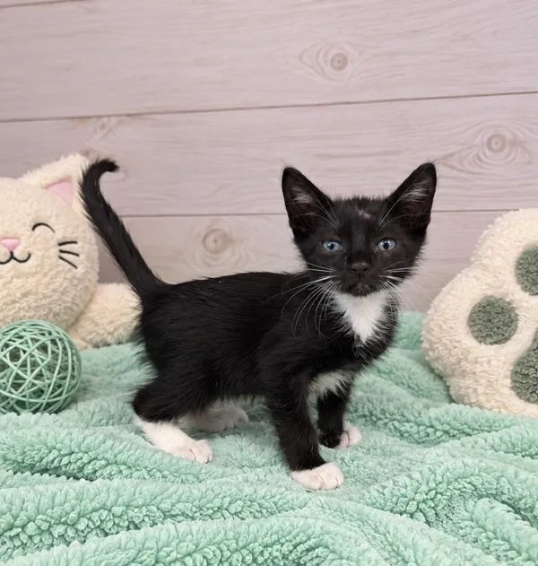 A baby small-sized male Domestic Short Hair cat named Pepper for adoption in Lafayette, LA