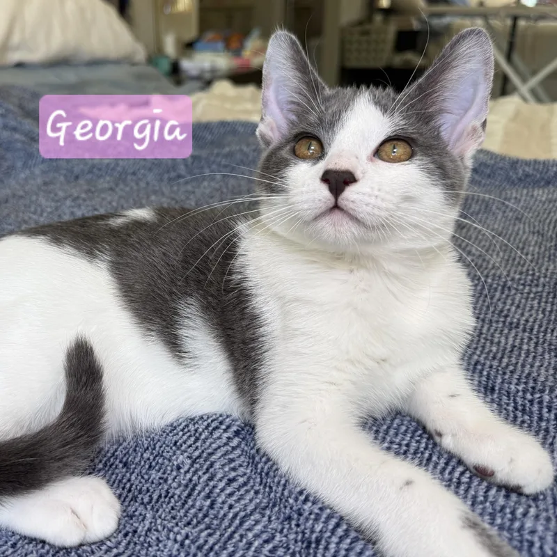 Georgia thumbnail 3