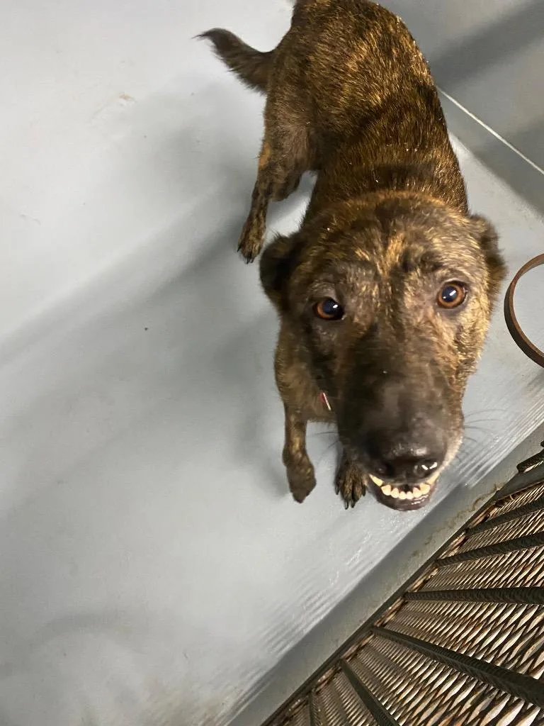 An adult large-sized female Mixed Breed dog named Venus for adoption in Cartersville , GA