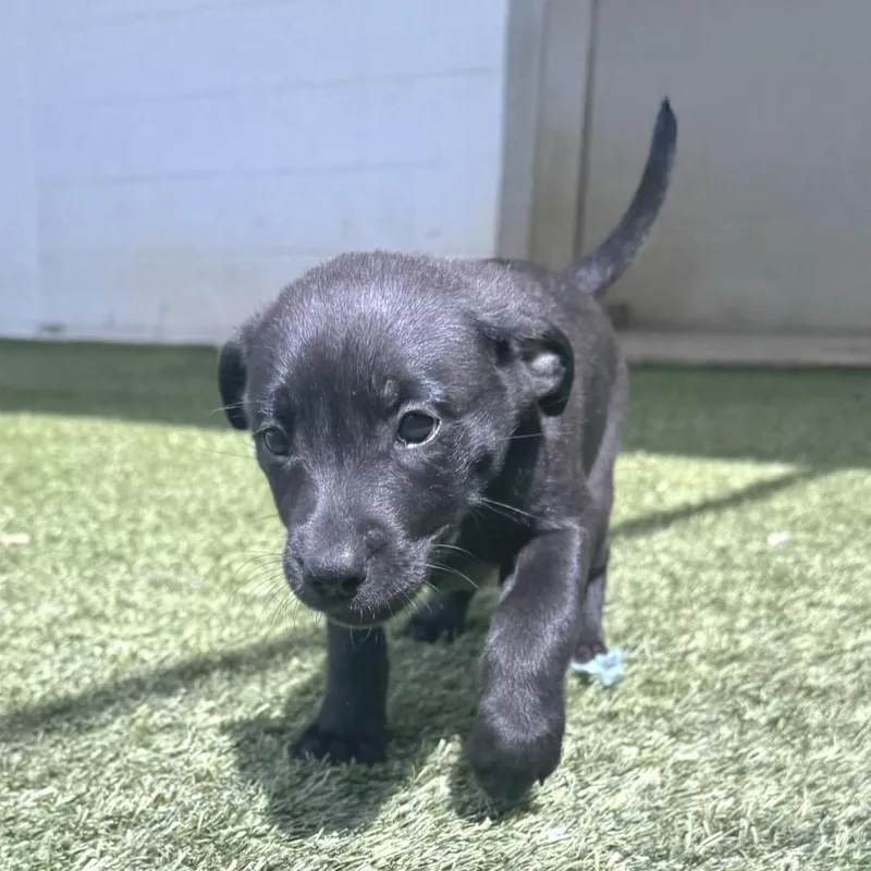 A baby medium-sized male Labrador Retriever dog named R Legend for adoption in Port Washington, NY