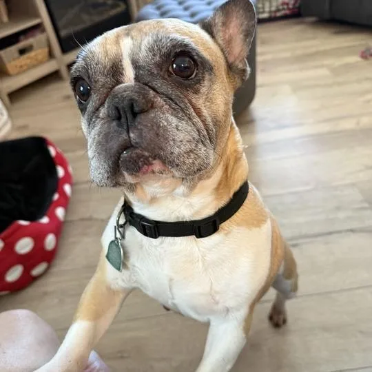 A senior small-sized female Brown / Chocolate French Bulldog dog named Honey for adoption in Turlock, CA