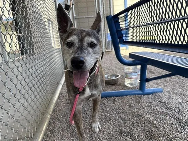 An adult large-sized female Australian Cattle Dog / Blue Heeler dog named Nikita for adoption in Mesa, AZ