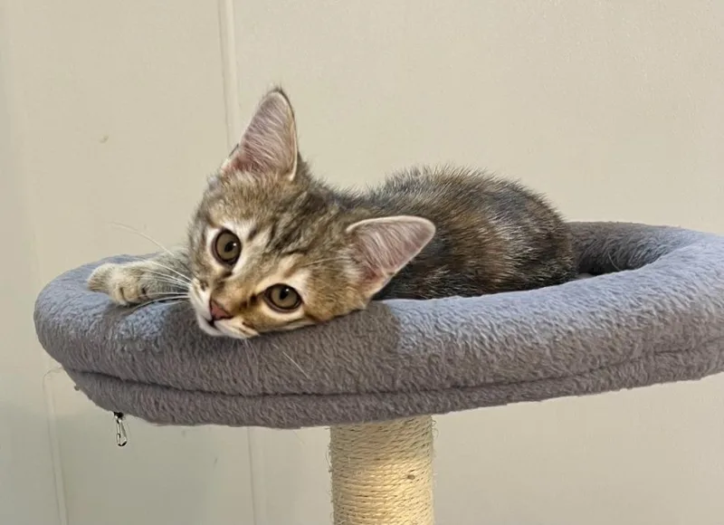 A baby medium-sized female Domestic Short Hair cat named Petunia Pea for adoption in Salt Lake City, UT