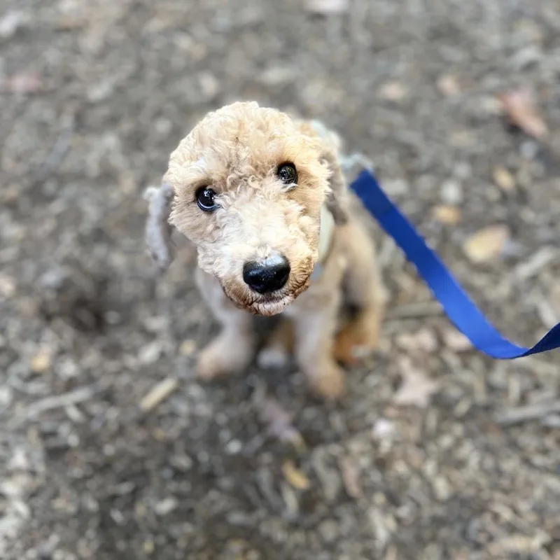 An adult small-sized male Apricot / Beige Standard Poodle dog named Bro for adoption in Rockville, MD