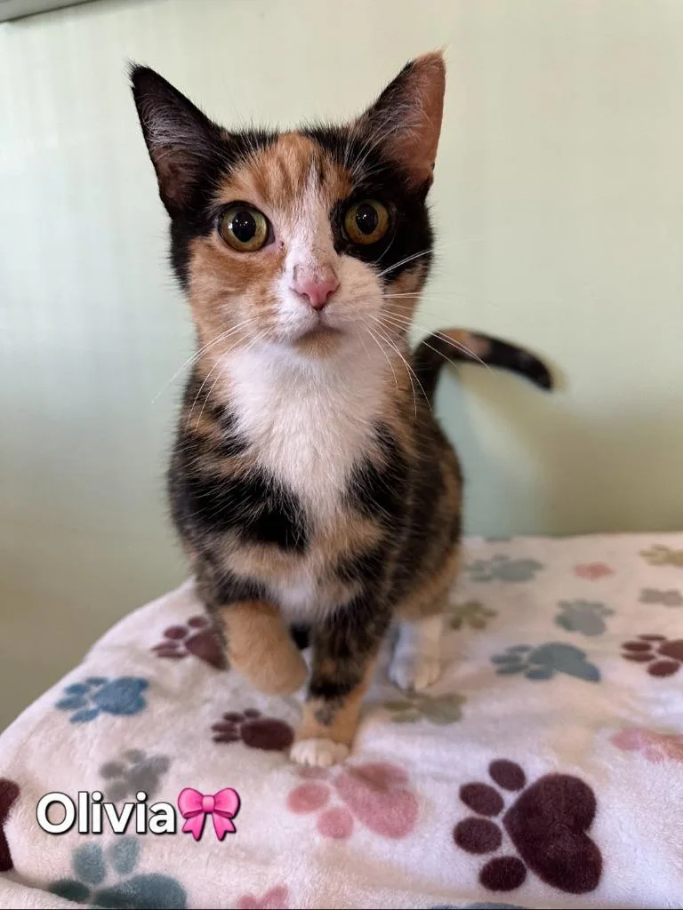 An adult medium-sized female Domestic Short Hair cat named Olivia for adoption in Wabash, IN