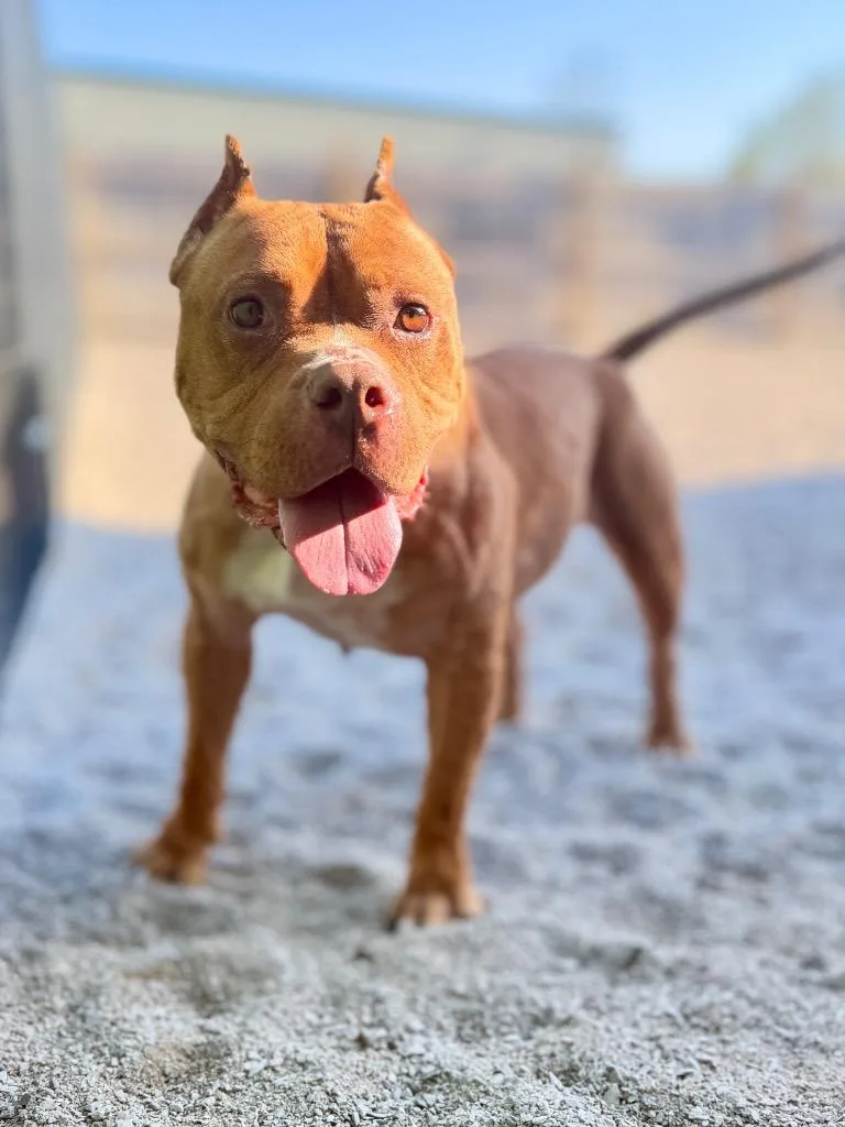 Gia