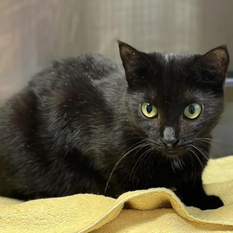 Milkshake thumbnail 2