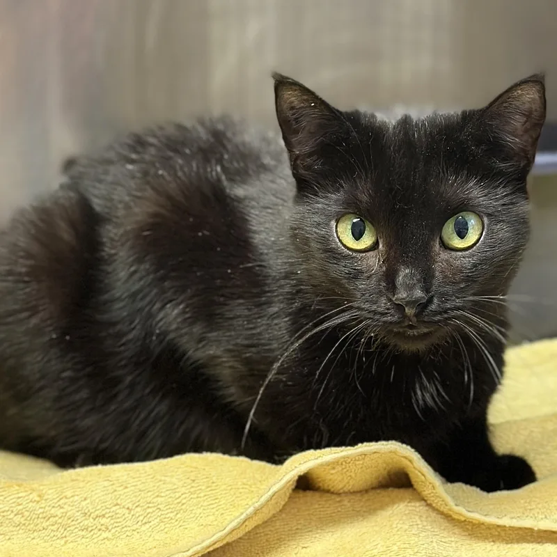 Milkshake thumbnail 3