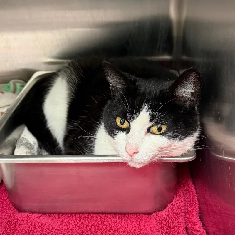 A senior medium-sized female Black Domestic Short Hair cat named Skye for adoption in Blairsville, GA