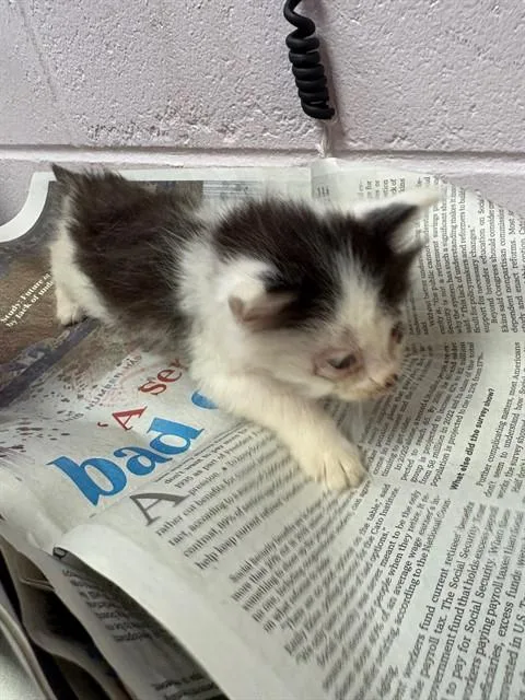 A baby small-sized male Domestic Short Hair cat named Timmy for adoption in Jacksonville, FL