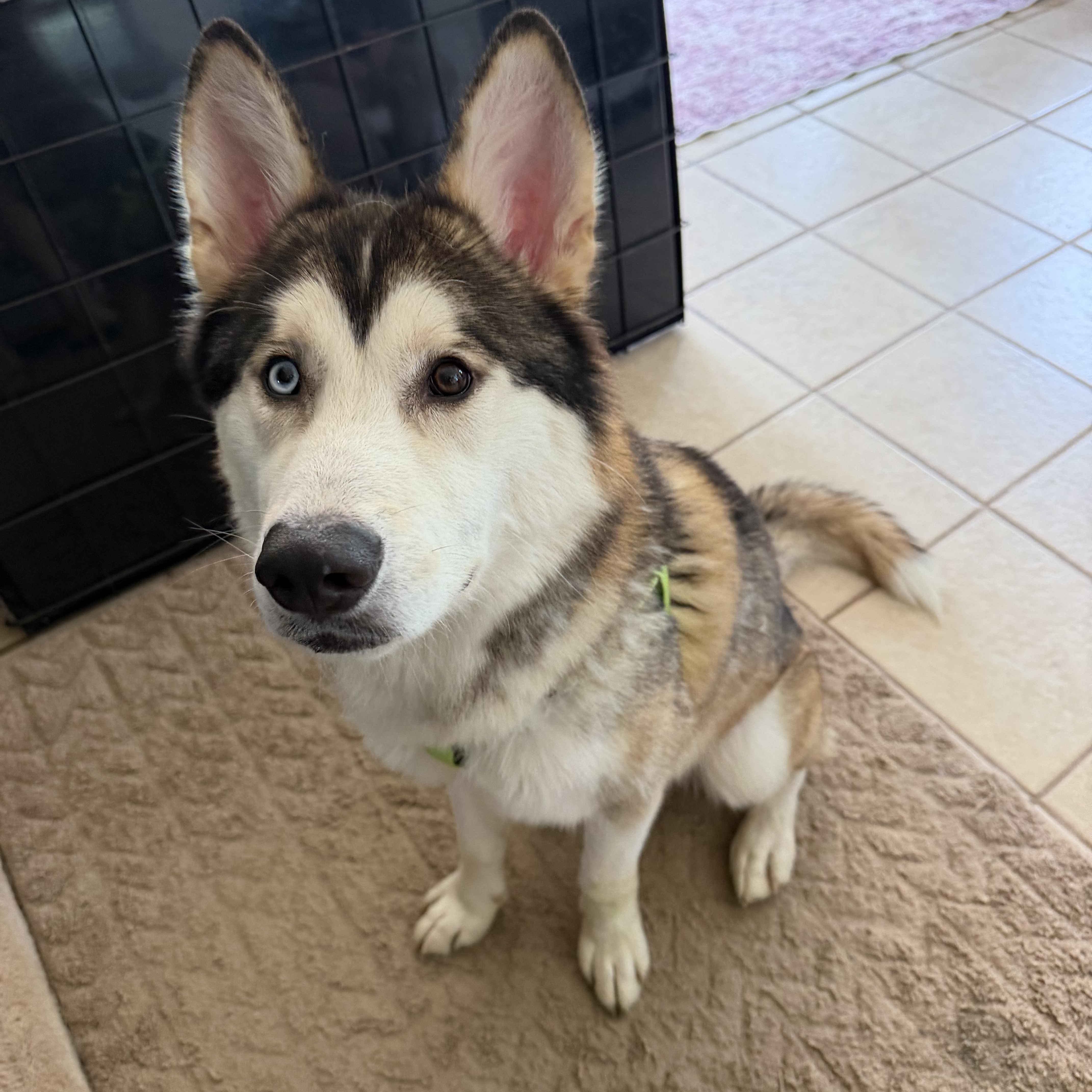 An adult medium-sized male Tricolor (Brown, Black, & White) Siberian Husky dog named Linc for adoption in Spring City, PA