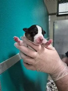 A baby medium-sized female Mixed Breed dog named Sashi for adoption in Holbrook, NY