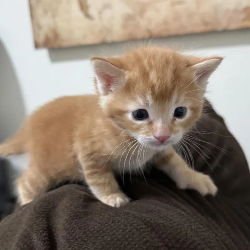 A baby small-sized male Domestic Short Hair cat named Clancy for adoption in Chino Hills, CA