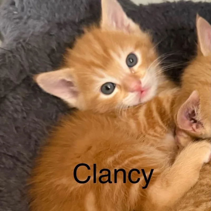 Clancy thumbnail 2