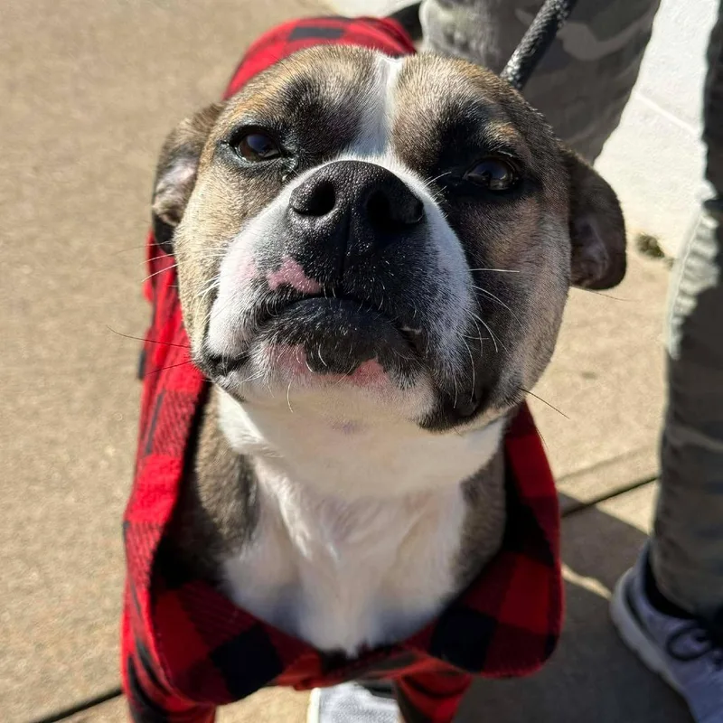 An adult medium-sized male Brown / Chocolate Pit Bull Terrier dog named George for adoption in Martinsville, VA