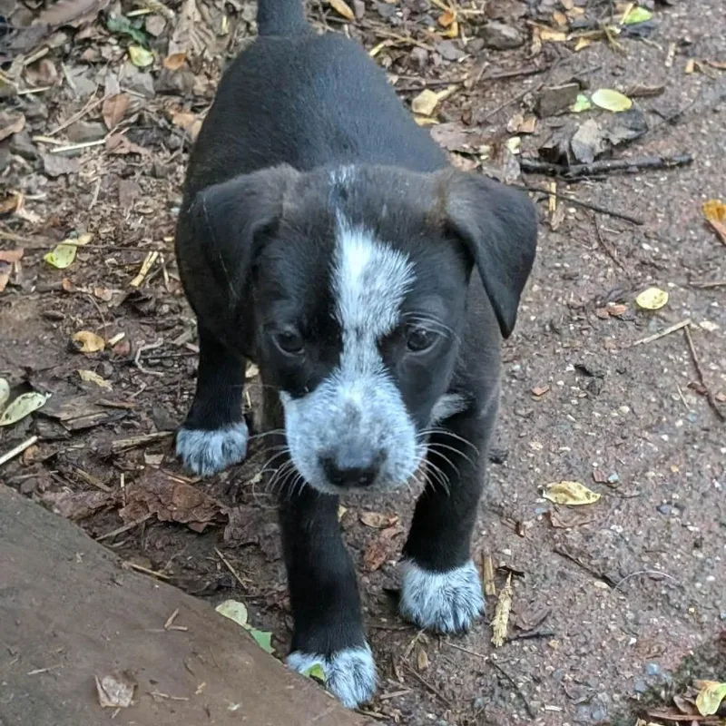 A baby medium-sized female Black Mixed Breed dog named Clover for adoption in Phoenix, MD