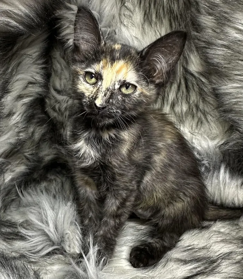 A baby small-sized female Tortoiseshell cat named Carne Oreda for adoption in San Diego, CA